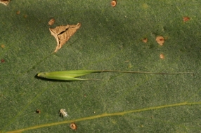 spikelet